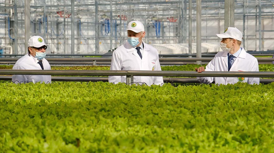 The Obskiy greenhouse complex was launched in the Novosibirsk region
