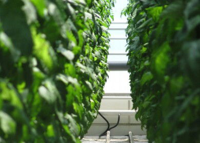 Eco-Culture acquired abandoned greenhouse complex