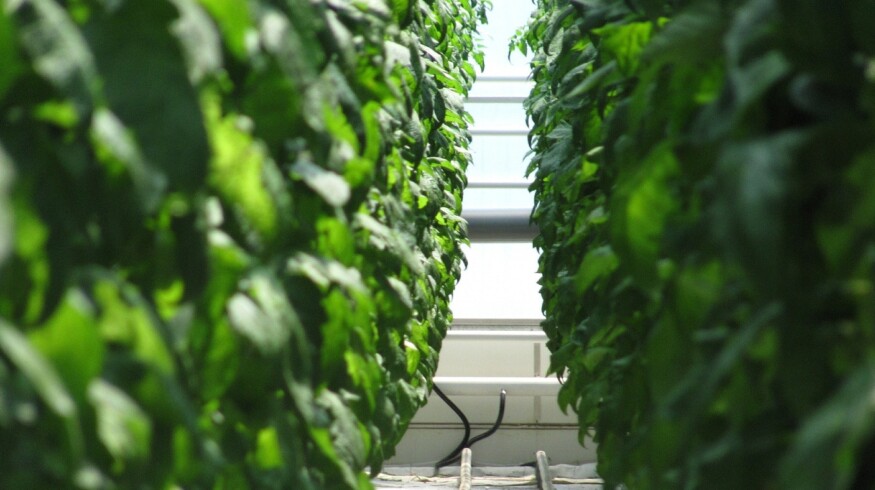 Eco-Culture acquired abandoned greenhouse complex