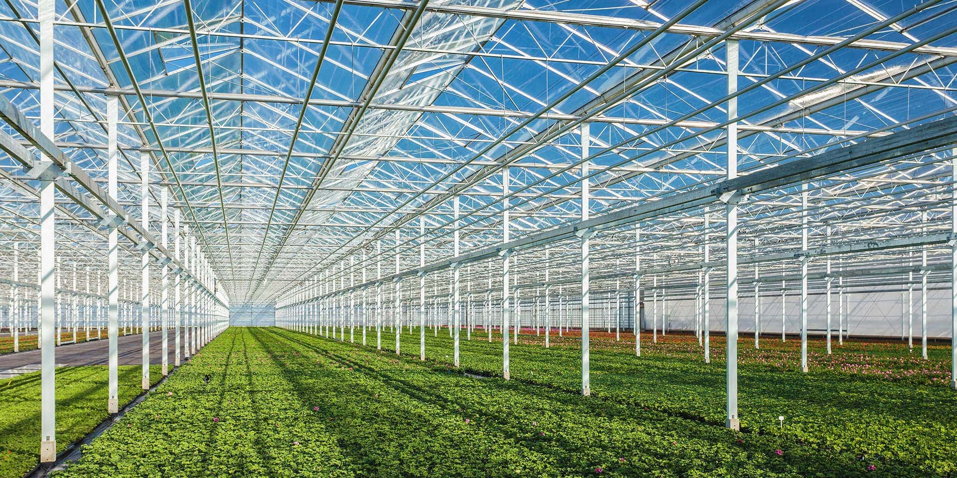 New greenhouse complex will be built in Buryatia