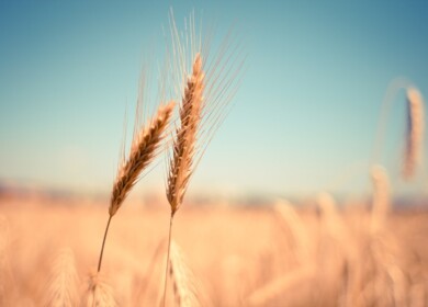 Russia increased export duties for wheat