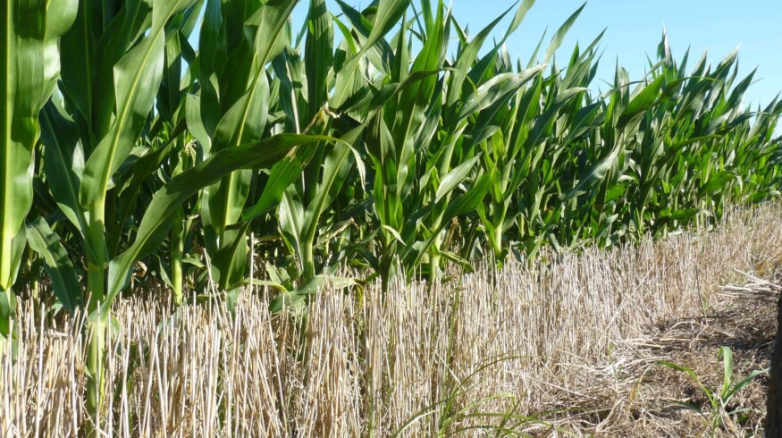 Nutrien predicts the global increase of cultivated land