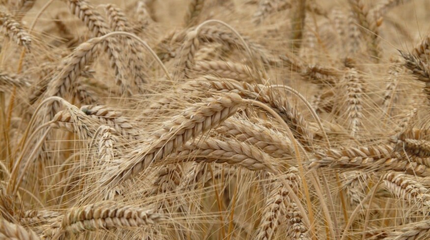 Russia introduced flexible duties on grain exports