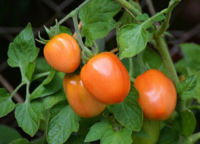 Ovoshi-Chernozemia got fined for breaking environmental legislation