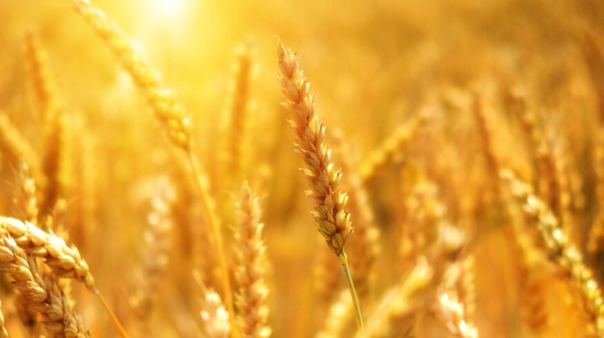 Abnormal heat may negatively affect yields in Russia