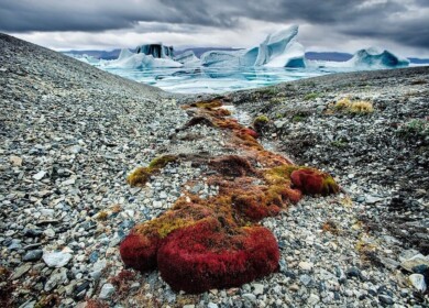 Arctic soils fertility will be restored with the new technology