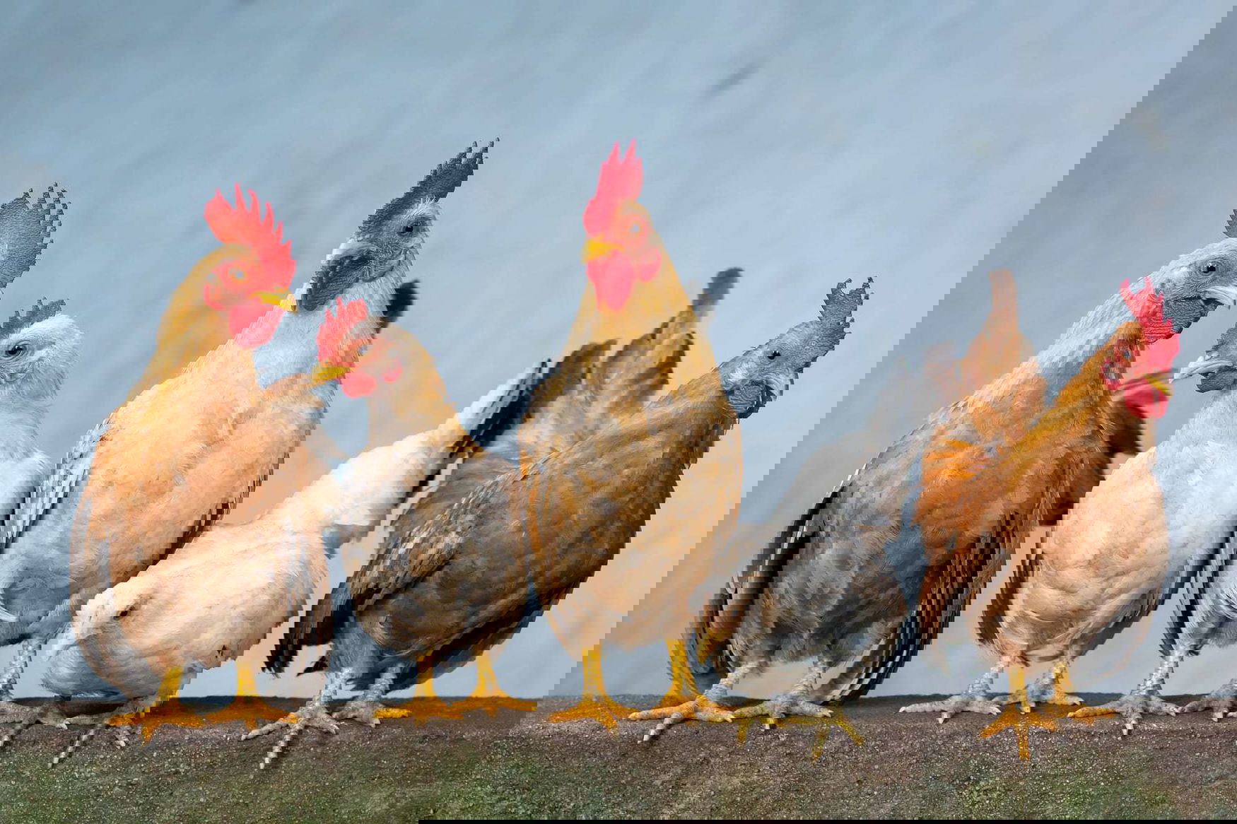 Organic fertilizers will be produced in Chuvashia