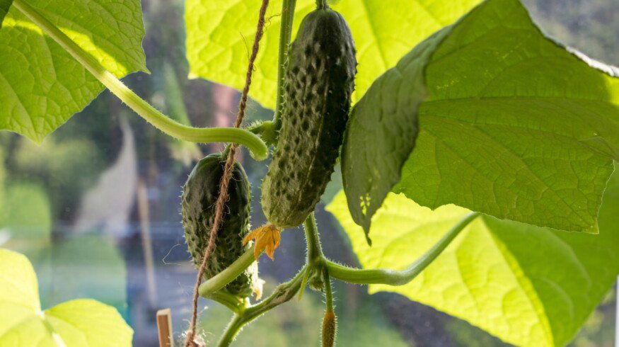 Rost Group plans to open a greenhouse complex in the Nizhny Novgorod region