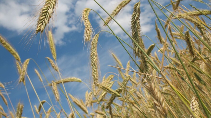 Russia reduced exports of grain in the 1H2021