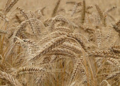 Russia reduced the volume of wheat exports to Turkey