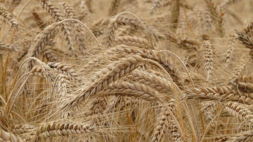 Russia reduced the volume of wheat exports to Turkey
