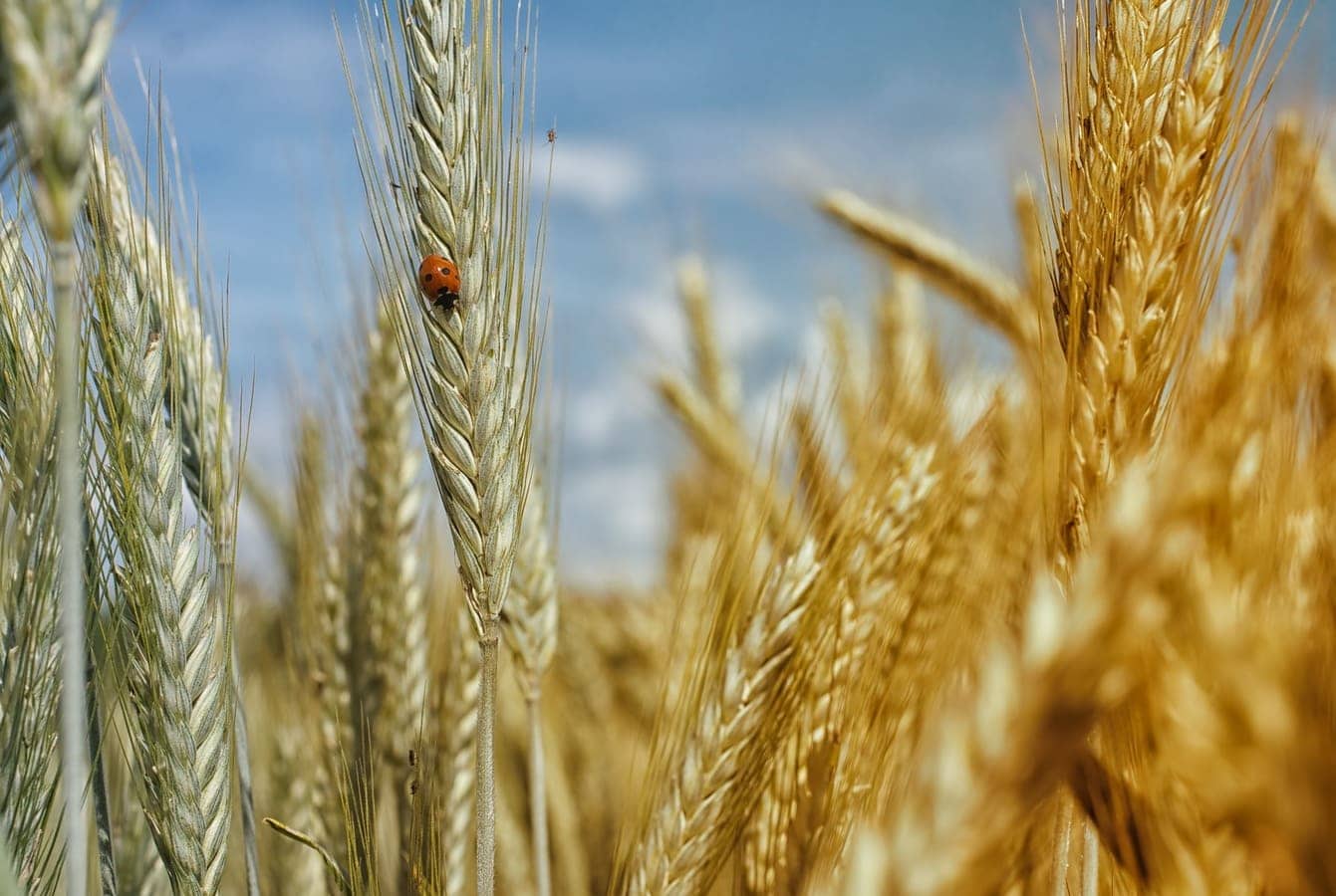 Russia may export 51 million tons of grain in 2021