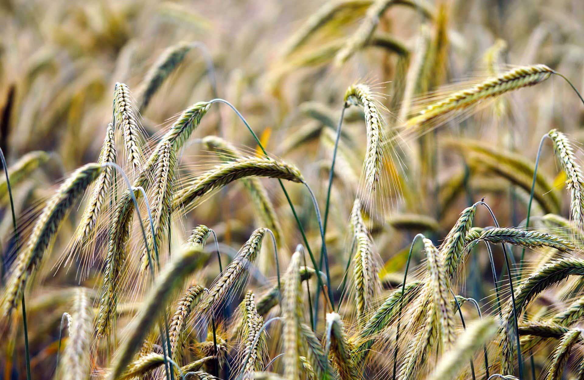 Agrocom has acquired the Zolotovskoye agricultural enterprise