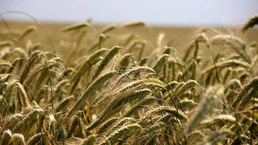 Russia sharply increased exports of rye