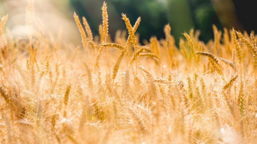 Canada will accelerate the development of new wheat varieties