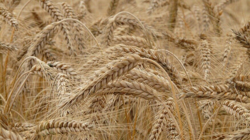Wheat harvest in Russia may fall short of expectations