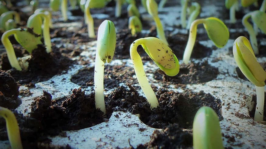 Russian scientists found a way to apply citrogypsum in agriculture