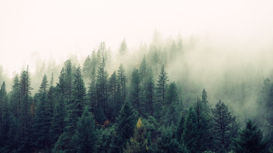 PhosAgro will create a carbon farm