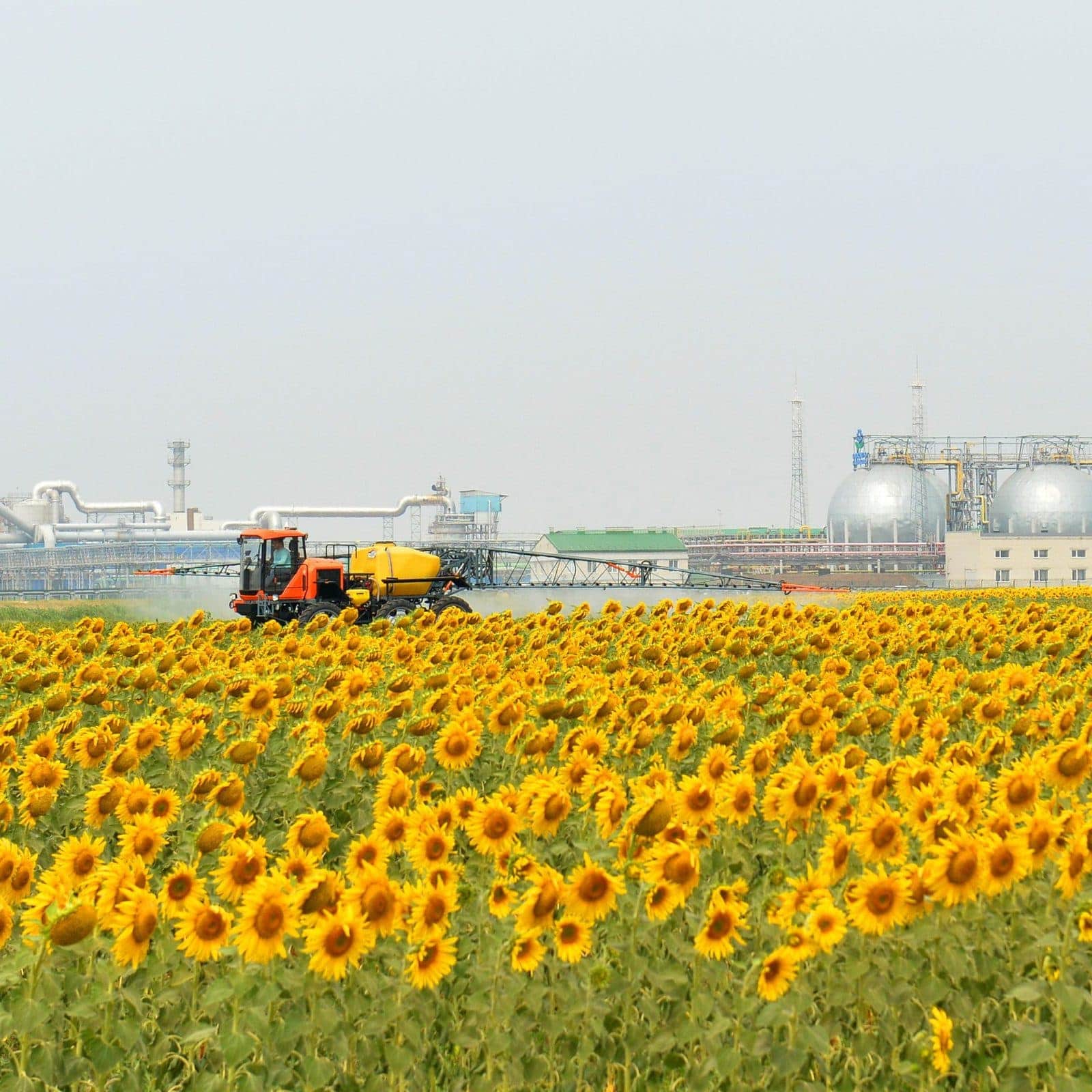 PhosAgro held a Field Day in the Saratov region