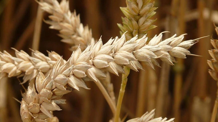 The harvest of grain crops in Russia may fall