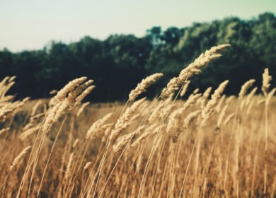 Wheat prices sharply raised in Russia