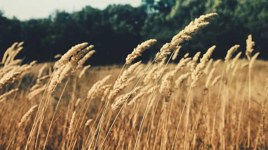 Wheat prices sharply raised in Russia