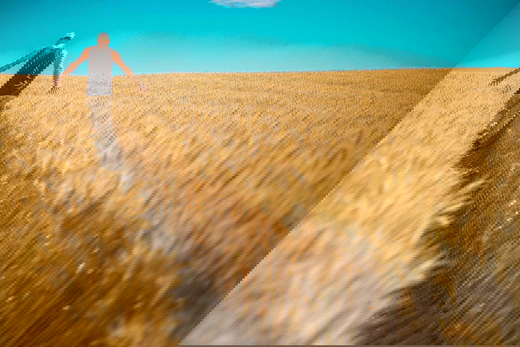 95 million tons of grain were harvested in Russia