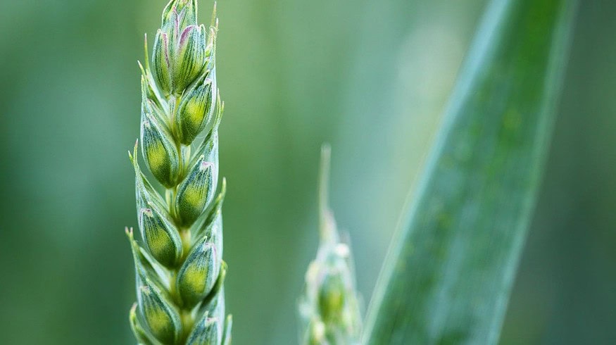 Brazil postponed the approval of genetically modified wheat