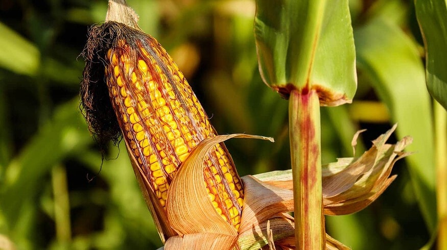 US farmers expect an increase in corn, soybean and cotton yields