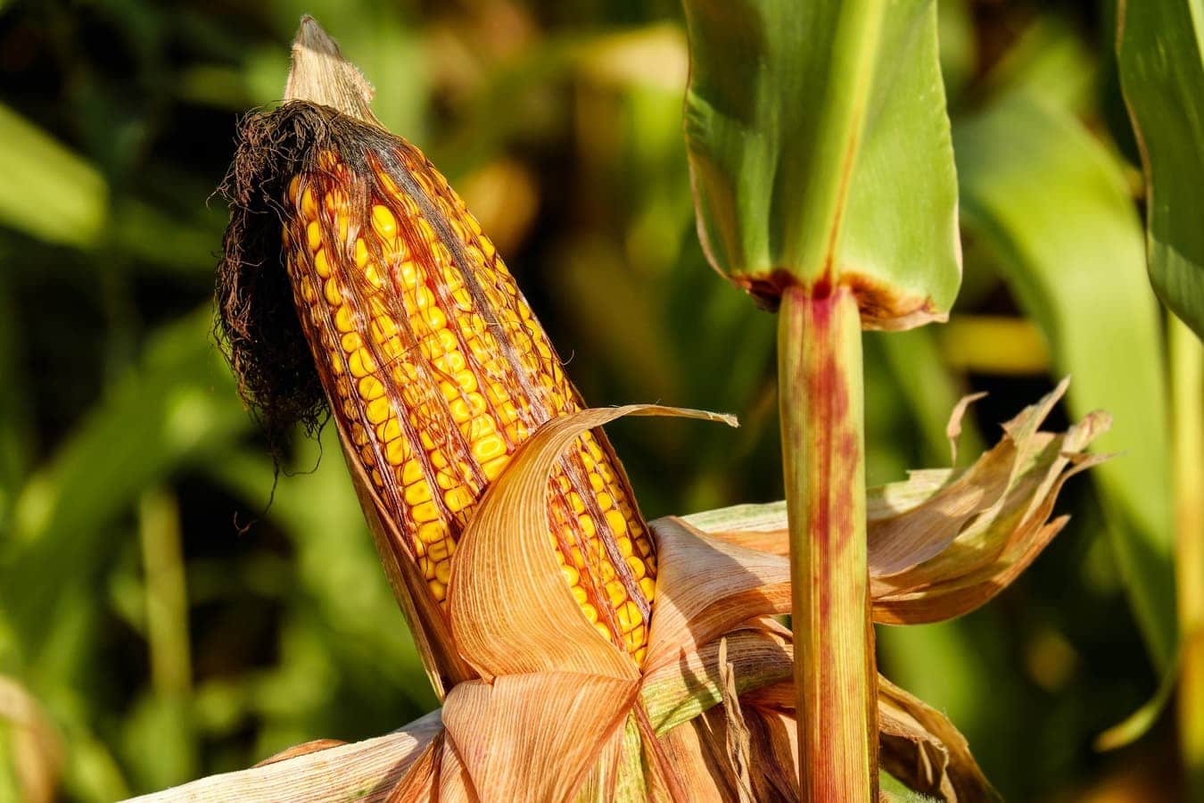 US farmers expect an increase in corn, soybean and cotton yields