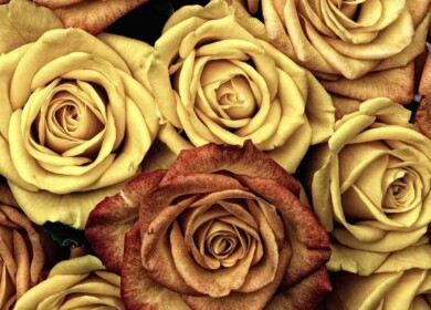 Stavropol will create more flower greenhouses