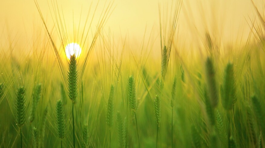 Trends in Russian agriculture were discussed at the conference in Moscow