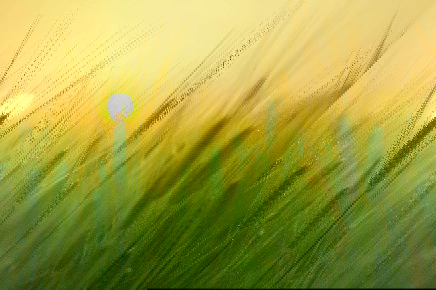 Trends in Russian agriculture were discussed at the conference in Moscow