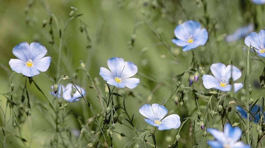 Russian flax industry faces new problems