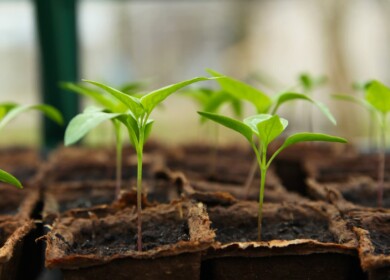 Rost Group intends to buy Churilovo