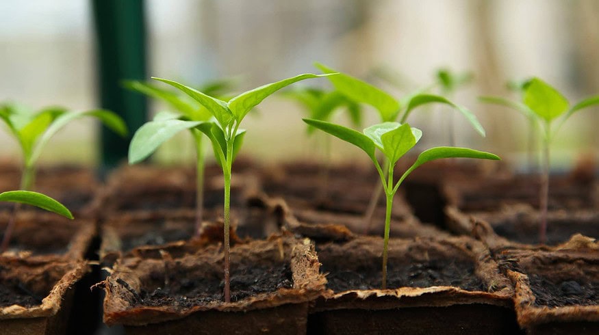 Rost Group intends to buy Churilovo