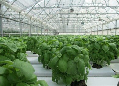 The Permsky greenhouse complex has been launched