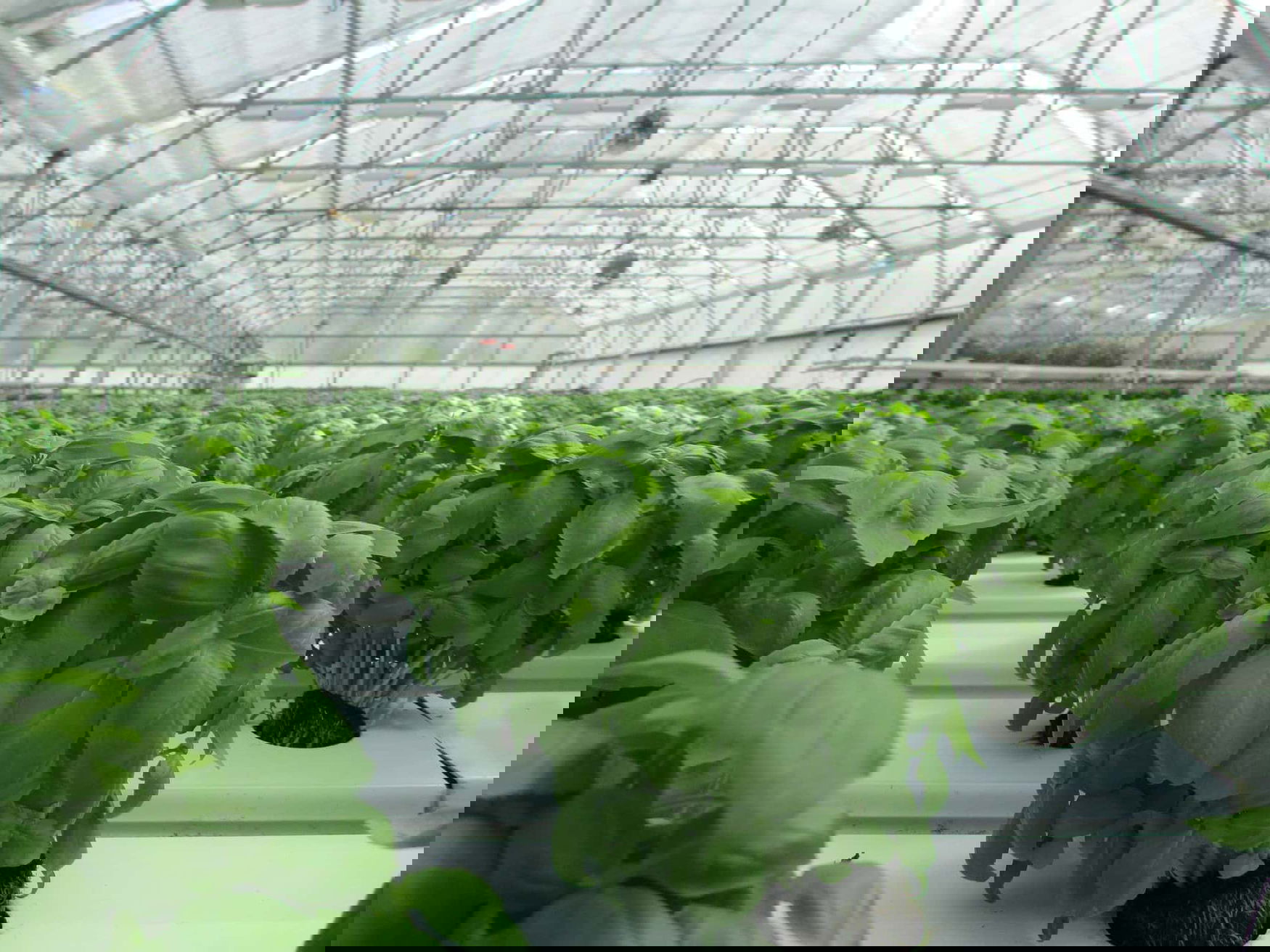 The Permsky greenhouse complex has been launched