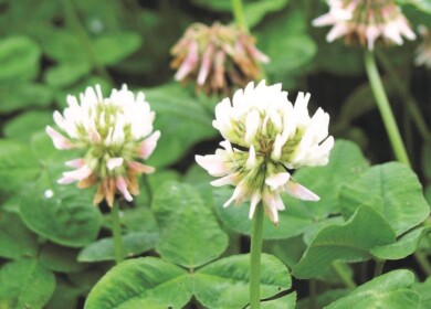 Nitrogen fertilizers may be replaced with a natural product