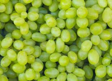 Scientists in Crimea learned to process grape into organic fertilizer