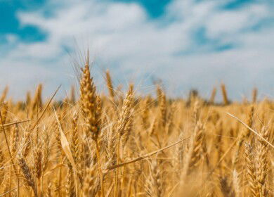 Israel Chemicals breaks into organic farming