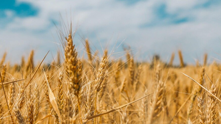 Israel Chemicals breaks into organic farming