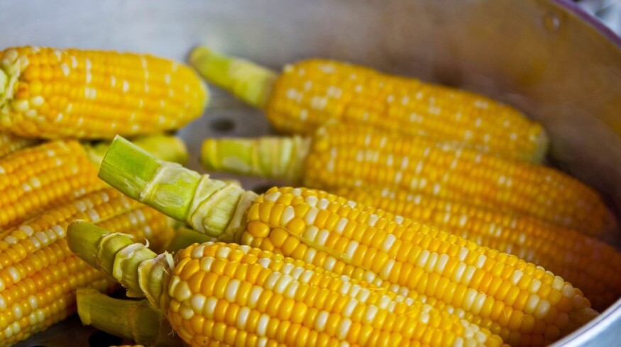 International Center for Corn Breeding is being established in China