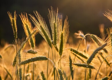Russia may harvest 123 million tons of grain this year
