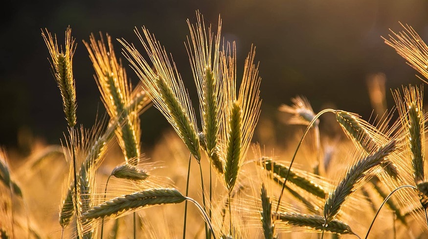 Russia may harvest 123 million tons of grain this year