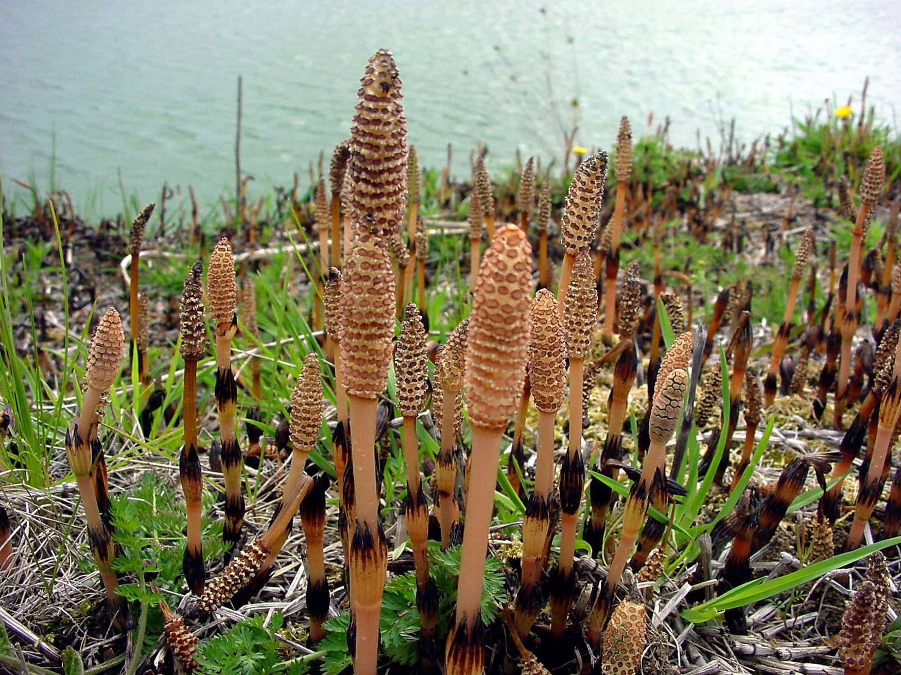 Horsetail can replace pesticides