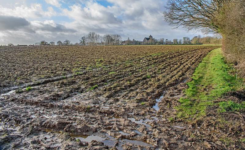 Tasmania predicts the decline of potato yields this year