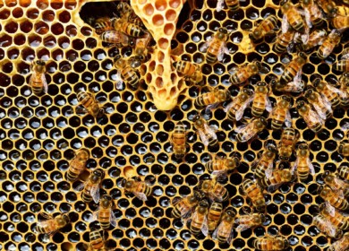 Scientists continue to study how glyphosate affects bees