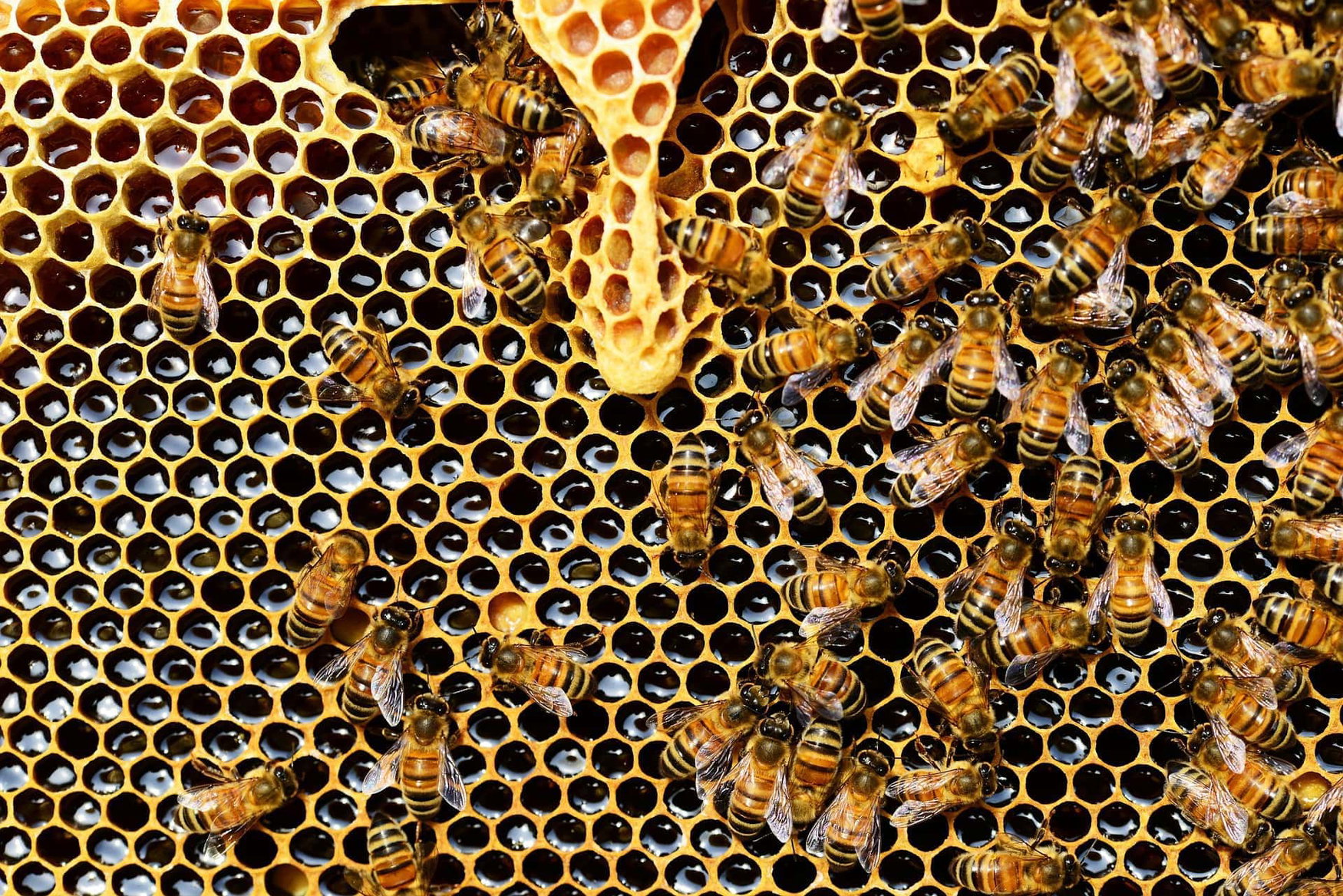 Scientists continue to study how glyphosate affects bees