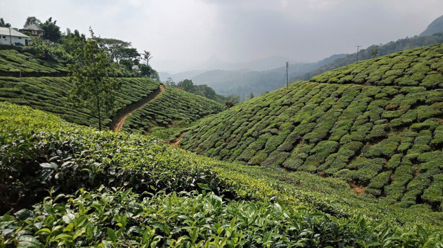 India may reconsider it agricultural reforms